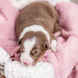 Australian Shepherd Puppies from Cornerstone Australian Shepherds