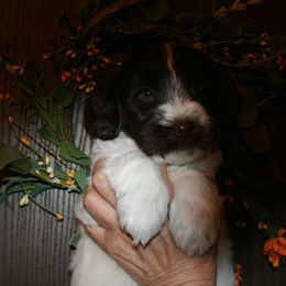 Australian Labradoodle Puppies from Windsor Creek Labradoodles