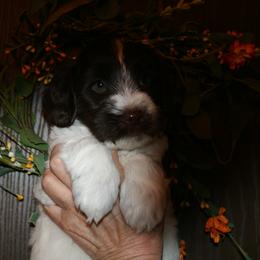 Australian Labradoodle Puppies from Windsor Creek Labradoodles