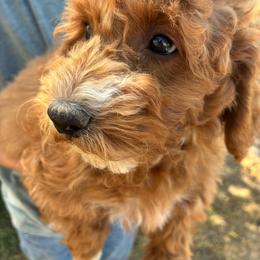 Eeyor - Buff and white male Cockapoo puppy in Adrian, Oregon from ApplebyFarm
