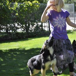 German Shepherd Puppies from Bmeerhuis German Shepherds