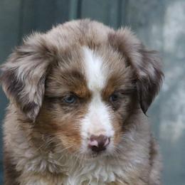 Border Collie, English Setter, and Miniature American Shepherd Puppies from First Harmony Farms