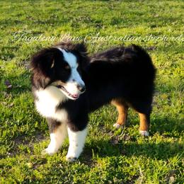 Miniature Australian Shepherd and Toy Australian Shepherd All Grown Up from Tagalong Lane Australian shepherds