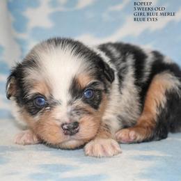 BoPeep - Blue merle female Miniature Australian Shepherd puppy in Patterson, North Carolina from DreamLine Aussies