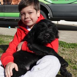 Girl 1 - female Black Russian Terrier puppy in Charleston, West Virginia from Louisov Kennel