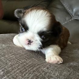 Shih Tzu Puppies from Niepoetter Shih Tzus