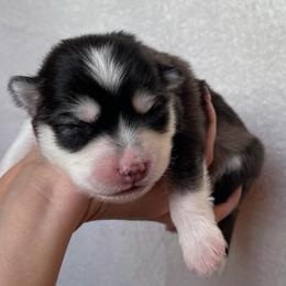 Rocky - Black and white male Pomsky puppy in Mc Minnville, Oregon from West Coast Pomskies