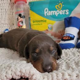Dachshund Puppies from Bridge Creek Dachshunds