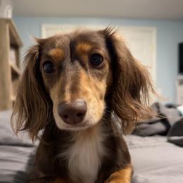 Coco - Dachshund