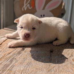 Ash - White male Siberian Husky puppy in Coshocton, Ohio from Wyant Farms