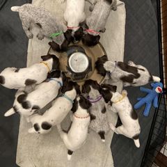German Wirehaired Pointer Puppies from Anvil Wires