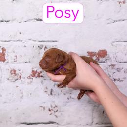 Posey - Red female Cavapoo puppy in Calhoun, Georgia from Happy Top Doodles