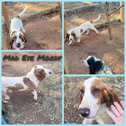 Moody - Basset Hound
