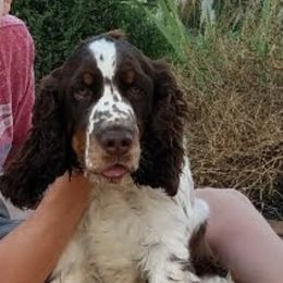 Cooper - English Springer Spaniel