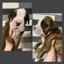 Boy 5 - Boxer puppy in Henderson, Tennessee from Vom Broadvalley