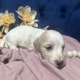 Pumpkin - Piebald female Dachshund puppy in Saint Peter, Illinois from Ashton’s Doxies of Southern IL