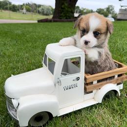 Bean - Red male Pembroke Welsh Corgi puppy in Rose, Nebraska from Clearsky Corgis
