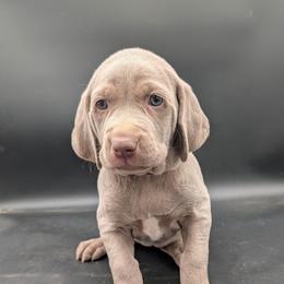 Jennifer - Silver gray female Weimaraner puppy in Evart, Michigan from Drehbar Weimaraners