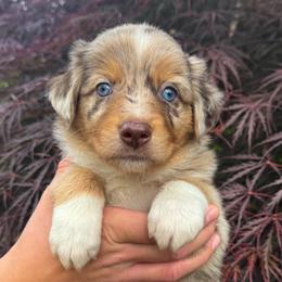 AKC Kona (Natural Tail) - Red merle male Australian Shepherd puppy in Jonesborough, Tennessee from 5AFarms