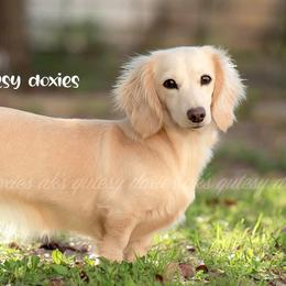 Bianca - Dachshund