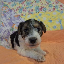 Sir Lancelot - White black and tan male Wire Fox Terrier puppy in Lancaster, Missouri from Missouri Meadows Farm