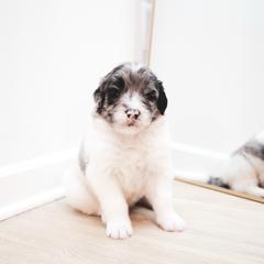 Callum - male Newfypoo puppy in Marshallville, Ohio from Windy Hill Dogs
