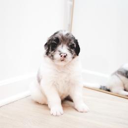 Callum - male Newfypoo puppy in Marshallville, Ohio from Windy Hill Dogs