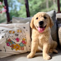 Miss Pink - Light golden female Golden Retriever puppy in Ohatchee, Alabama from The Golden Life