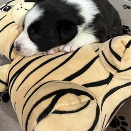 Border Collie Puppies from Roaring River Border Collies