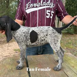 Bluetick Coonhound Puppies from RE Hounds