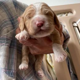 Botia - Buff and white female Cockapoo puppy in Sewell, New Jersey from Della Luna Cocker Spaniels and Cockapoo Puppies