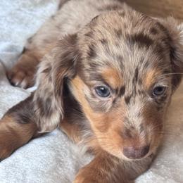 Francis AKC 4280 - Dapple male Dachshund puppy in San Angelo, Texas from Dachs on the Farm
