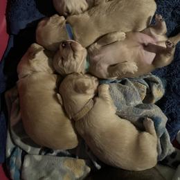 Dachshund Puppies from Dave’s Dachshunds
