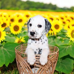 Dalmatian puppies from Rock a Dalmatian “RockADal”