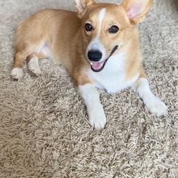 Dixie - American Corgi