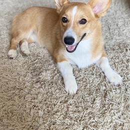 Dixie - American Corgi