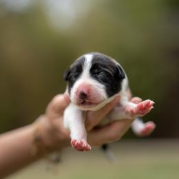 Draco - Black and white male Border Collie puppy in Austin, Texas from Border Collie dei Fanelli