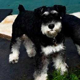 Ranger - Black and silver male Miniature Schnauzer puppy in Wilmar, Arkansas from Cedar Ridge Ranch Mini Schnauzers