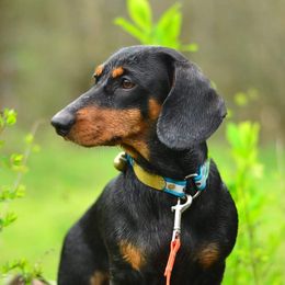 Dora - Dachshund