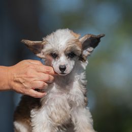 Chinese Crested Puppies from Qilin Chinese Crested