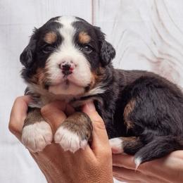 Lilac Collar Male - Black rust and white male Bernese Mountain Dog puppy in Collinsville, Texas from Berner Dynasty