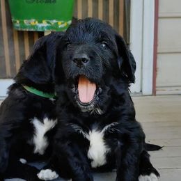 Saint Berdoodles from Oodles of Doodles, LLC