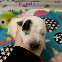 Australian Cattle Dog Puppies from Sage Creek Australian Cattle Dogs