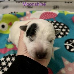 Australian Cattle Dog Puppies from Sage Creek Australian Cattle Dogs