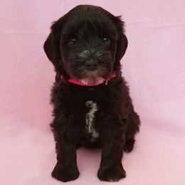 Miniature Schnauzer Puppies from Great Basin Miniature Schnauzers