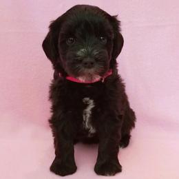 Miniature Schnauzer Puppies from Great Basin Miniature Schnauzers