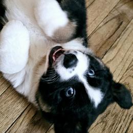 Australian Shepherd Puppies from Gypsy River Aussies