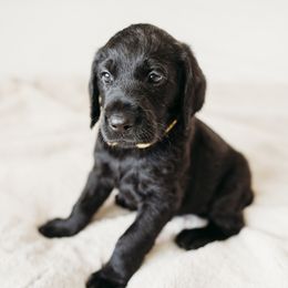 Charlie - Black male Labradoodle puppy in Orange, Virginia from Hillcrest Labradoodles