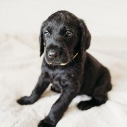 Charlie - Black male Labradoodle puppy in Orange, Virginia from Hillcrest Labradoodles