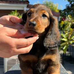 Boy 1 - Red male Dachshund puppy in Los Angeles, California from Hatadox